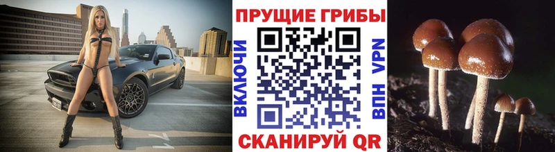Галлюциногенные грибы MAGIC MUSHROOMS  kraken ССЫЛКА  сайты даркнета формула  как найти закладки  Гуково 